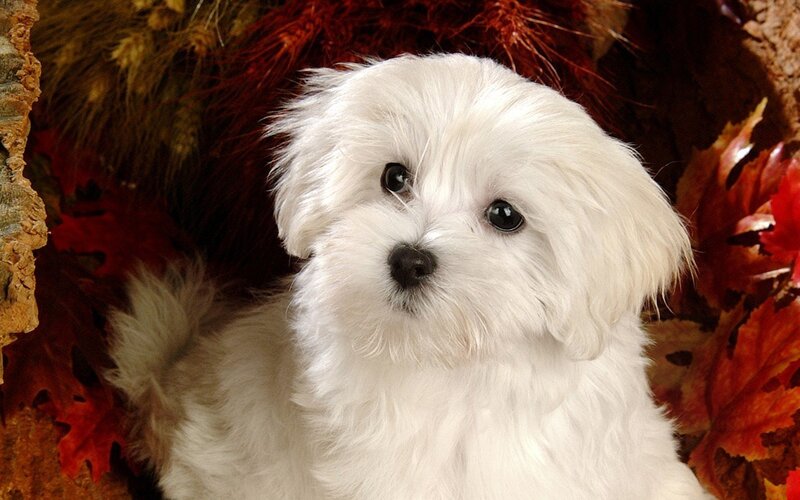 white puppy with autumn leaves