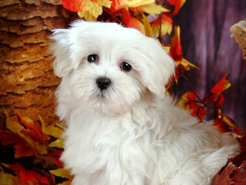 White Puppy with Autumn Leaves — Calm