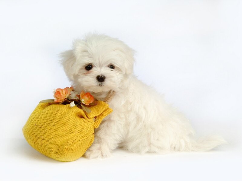 White Puppy with Bag — Calm