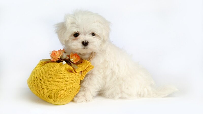 White Puppy with Basket — Calm