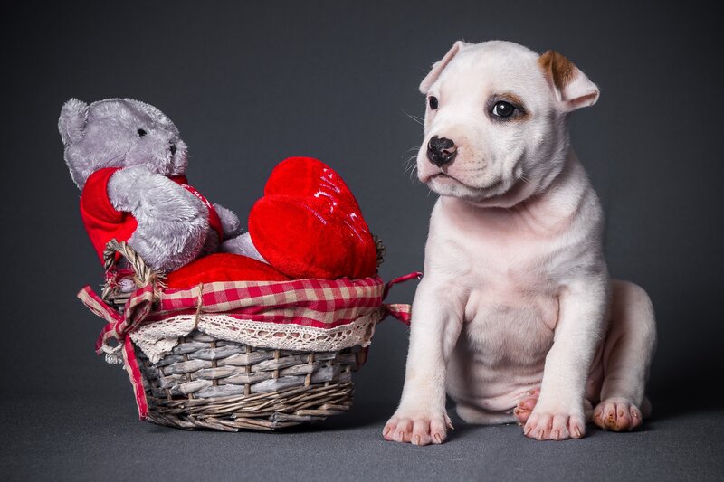 White Puppy with Basket