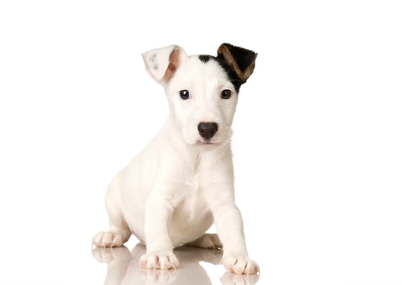 White Puppy with Black Ears — Neutral