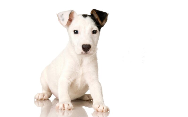 white puppy with black ears