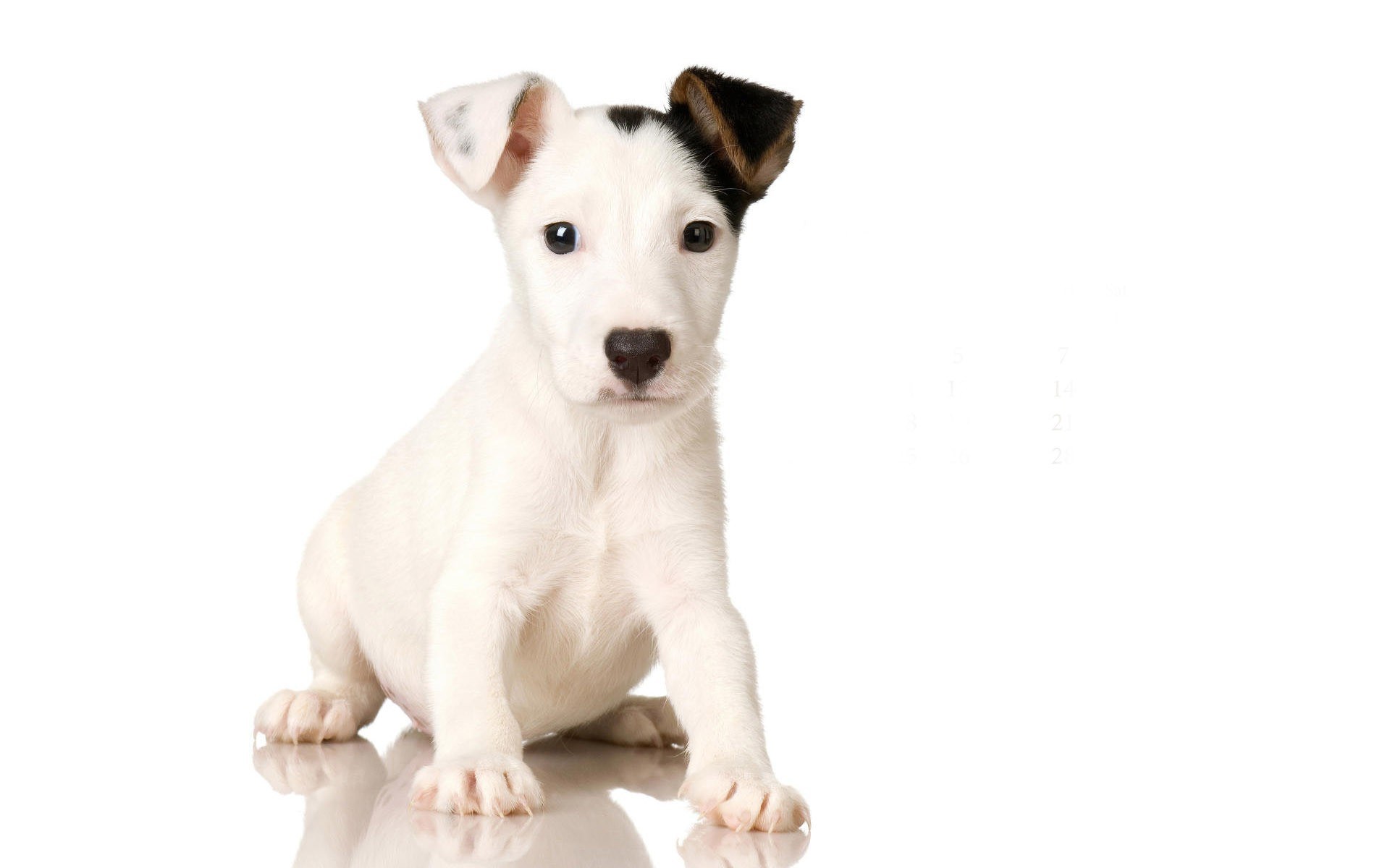 white puppy with black ears