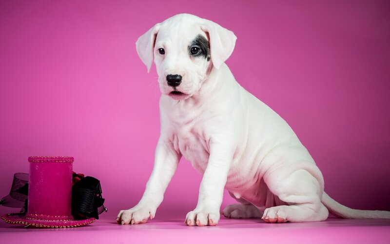 White Puppy with Black Eye