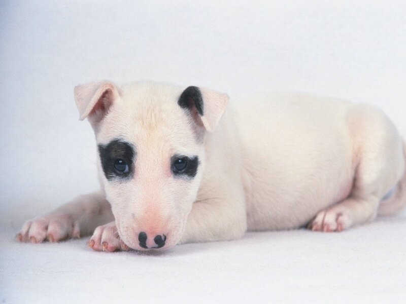 white puppy with black markings