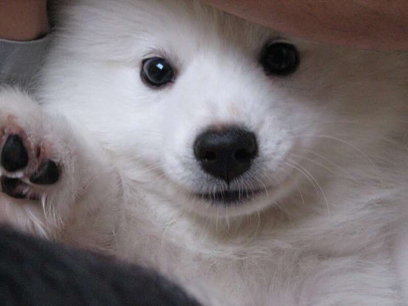 White Puppy with Black Nose
