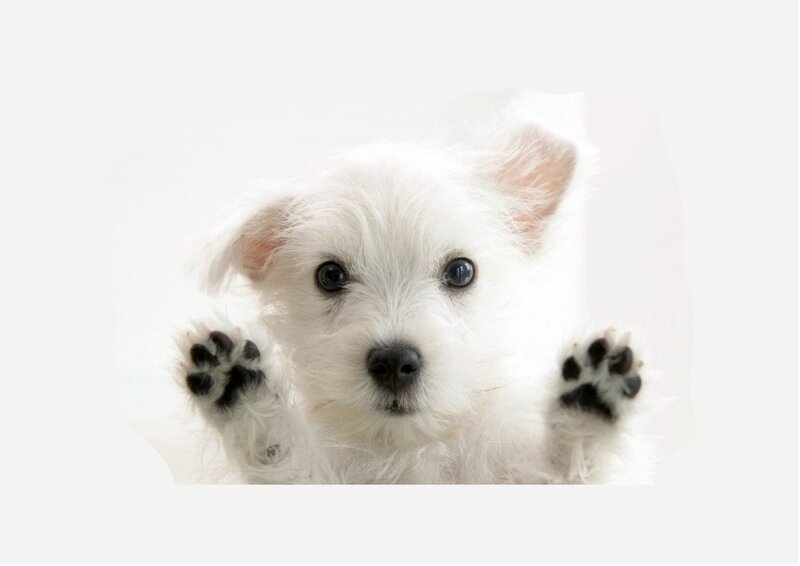 White Puppy with Black Paws — Innocent, Photograph, Eyes, Nose