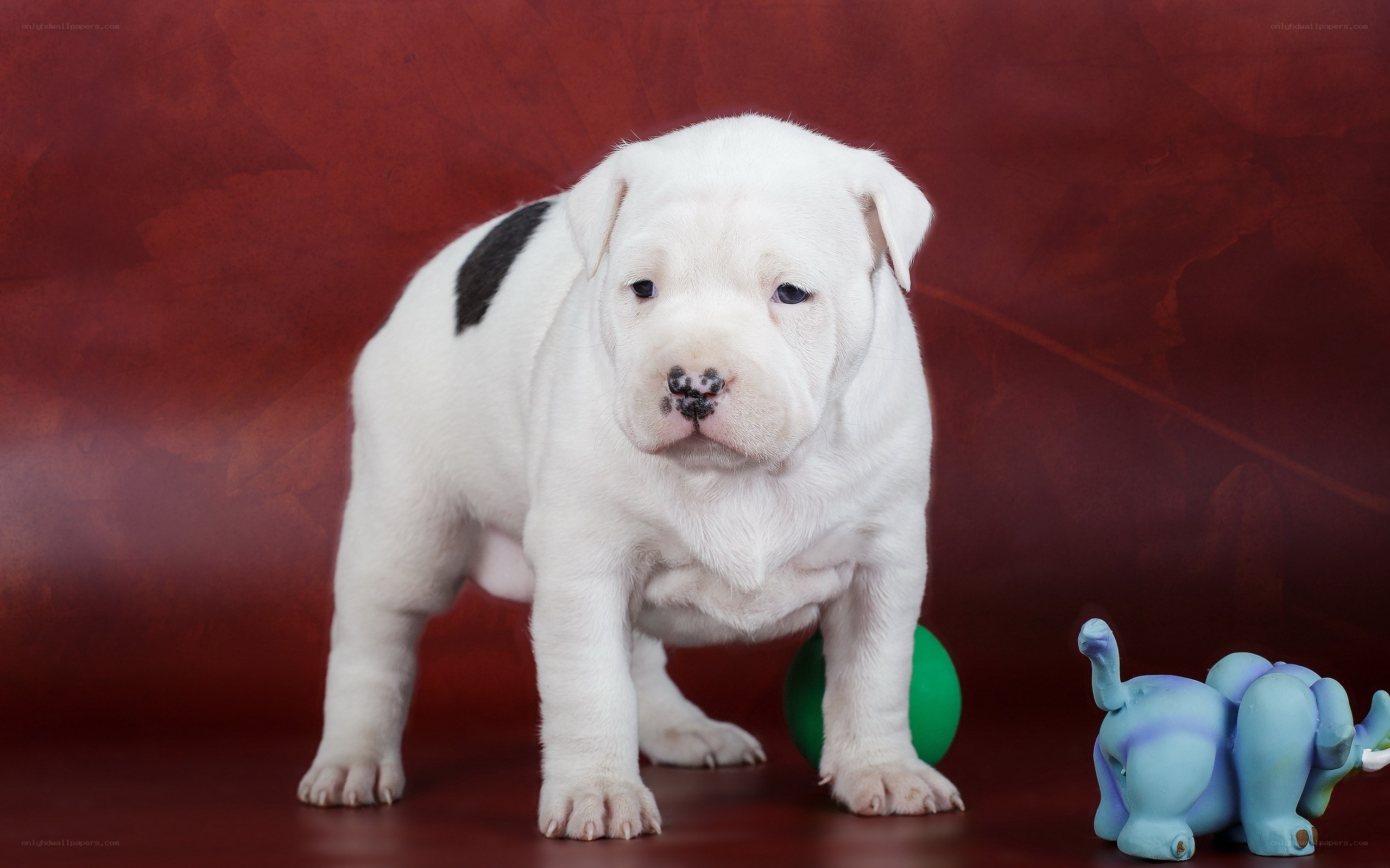 white puppy with black spot
