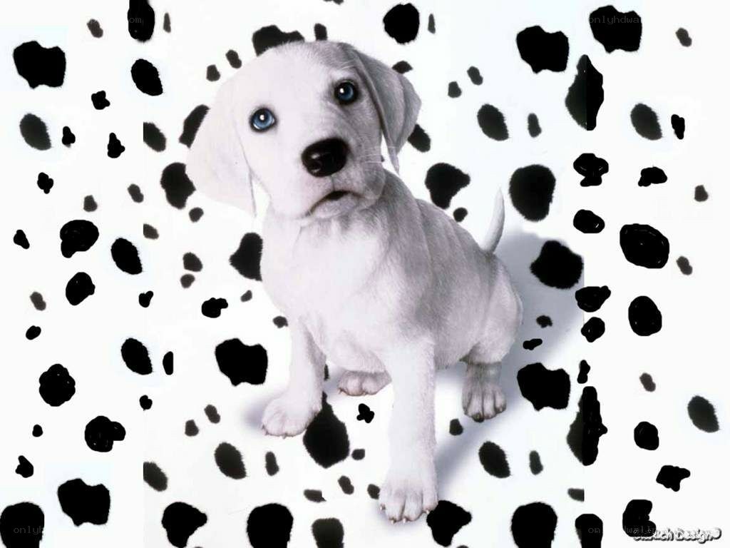 white puppy with black spots
