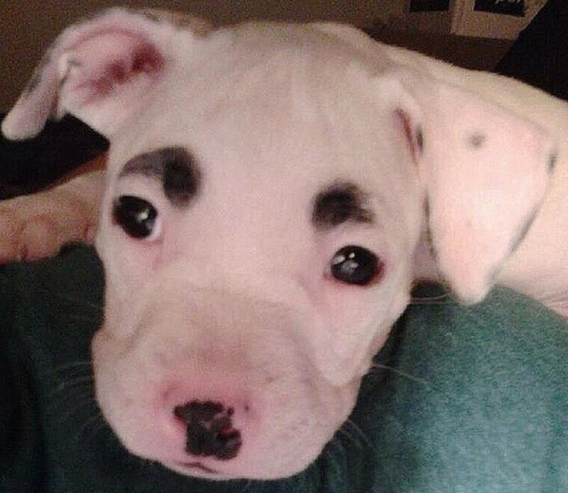 White Puppy with Black Spots — Calm