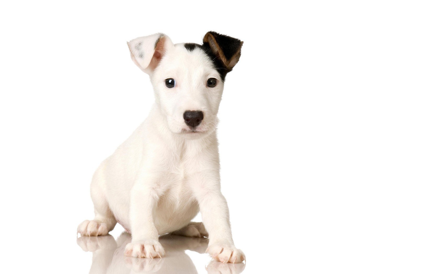 white puppy with black spots
