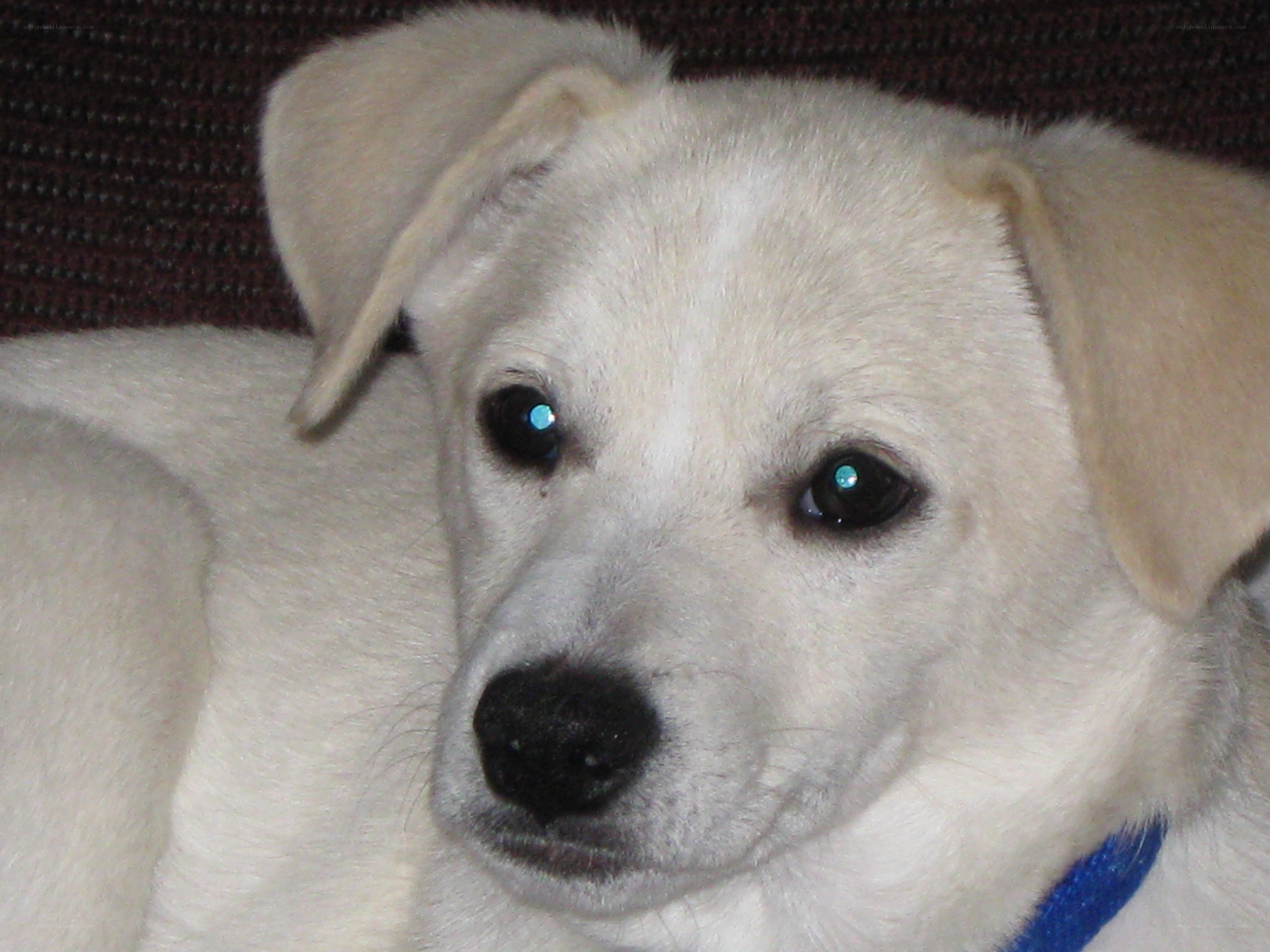 white puppy with blue collar