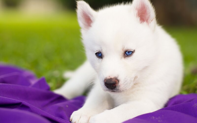 White Puppy with Blue Eyes — Calm, Afternoon