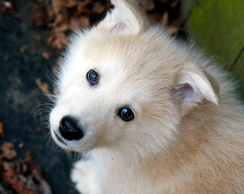 White Puppy with Blue Eyes — Calm, Autumn