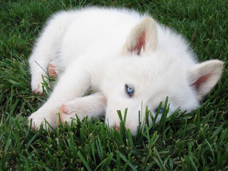 White Puppy with Blue Eyes — Calm