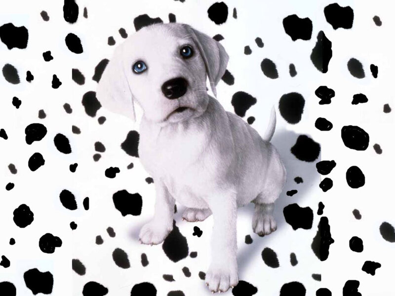 White Puppy with Blue Eyes — Innocent