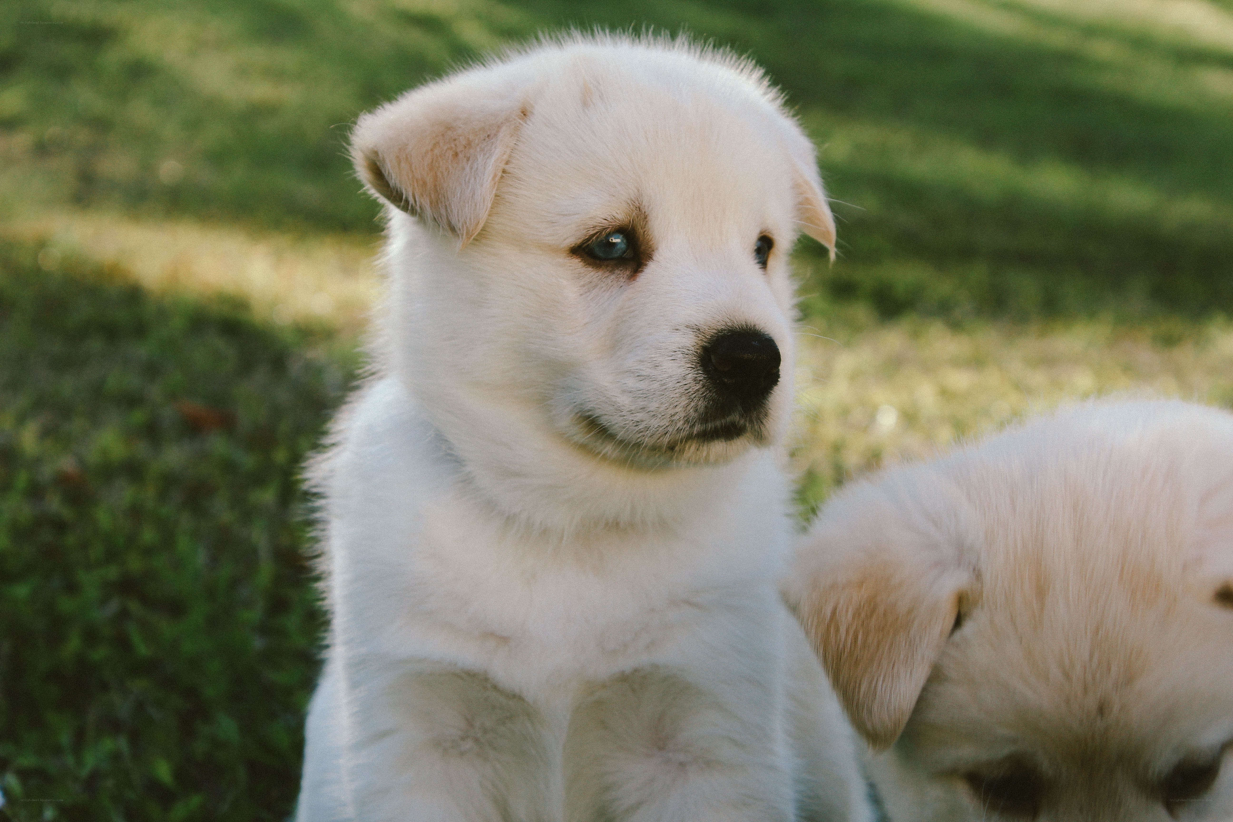 White puppy with blue eyes