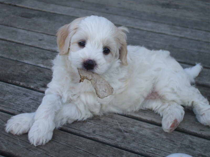White Puppy with Bone