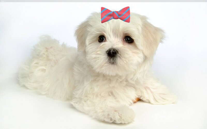 White Puppy with Bow — Calm, Photograph, Bow Tie