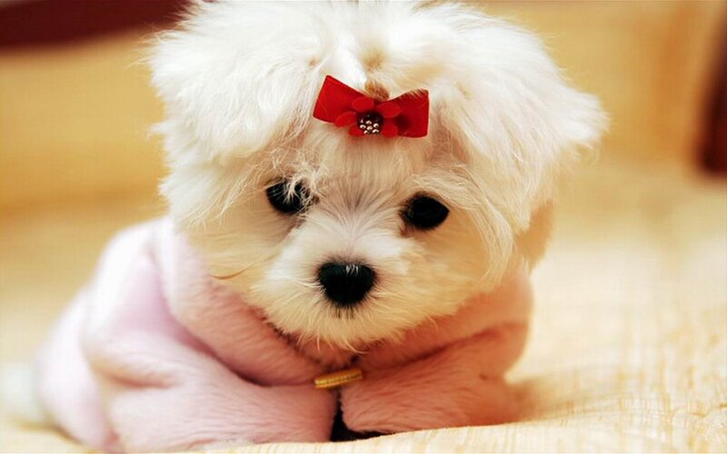 White Puppy with Bow — Calm, Photograph