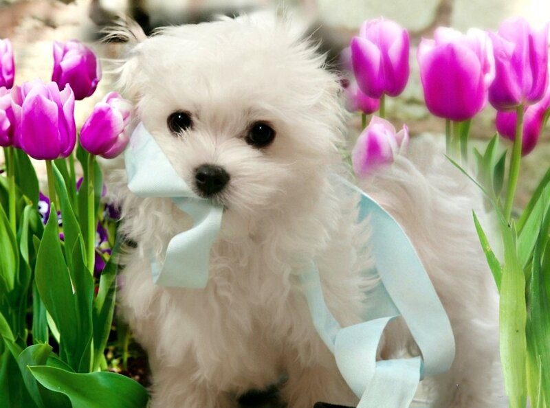 White Puppy with Bow — Calm, Spring