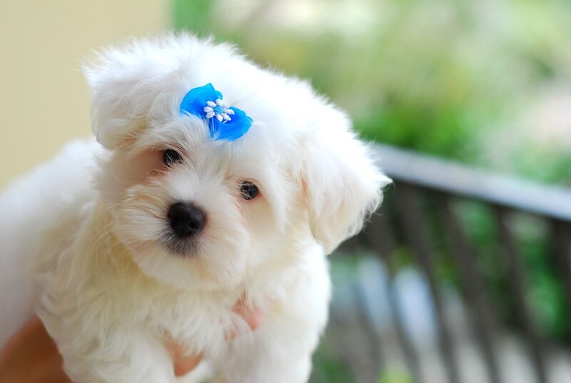 White Puppy with Bow — Calm
