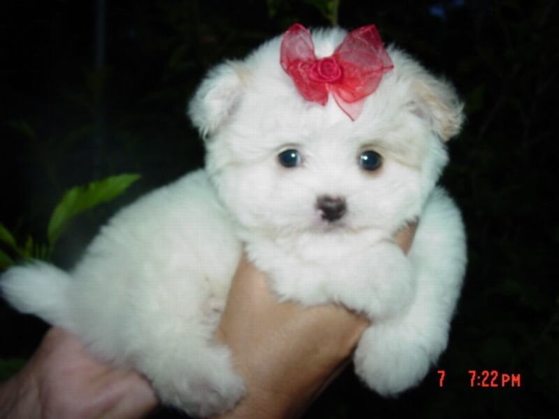 White Puppy with Bow