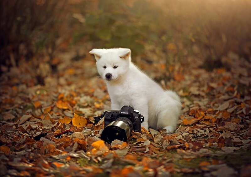 White Puppy with Camera