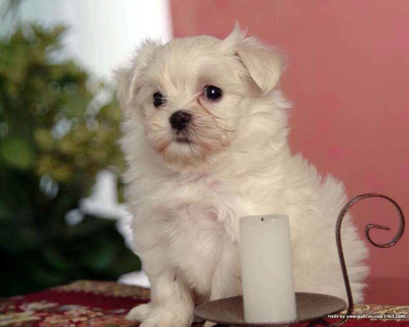 White puppy with candle