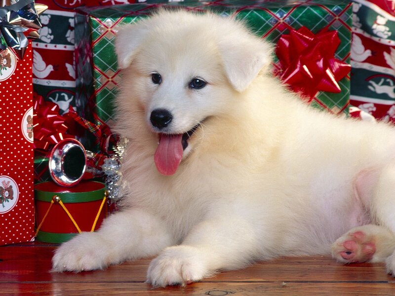 White puppy with Christmas gifts