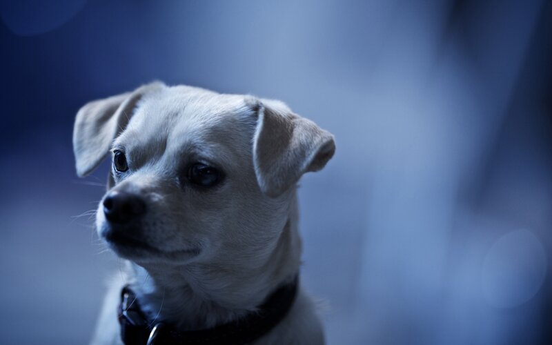 White Puppy with Collar — Blue