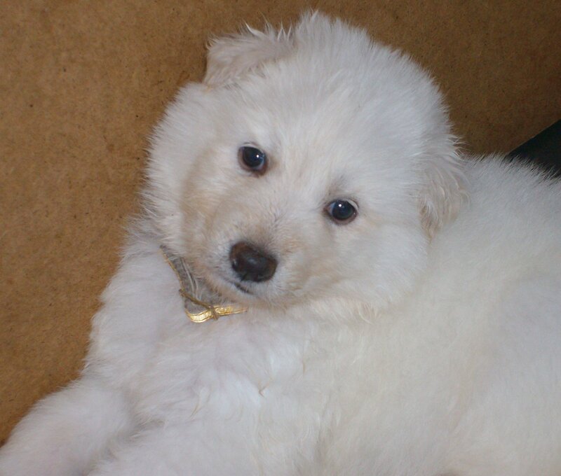 white puppy with collar