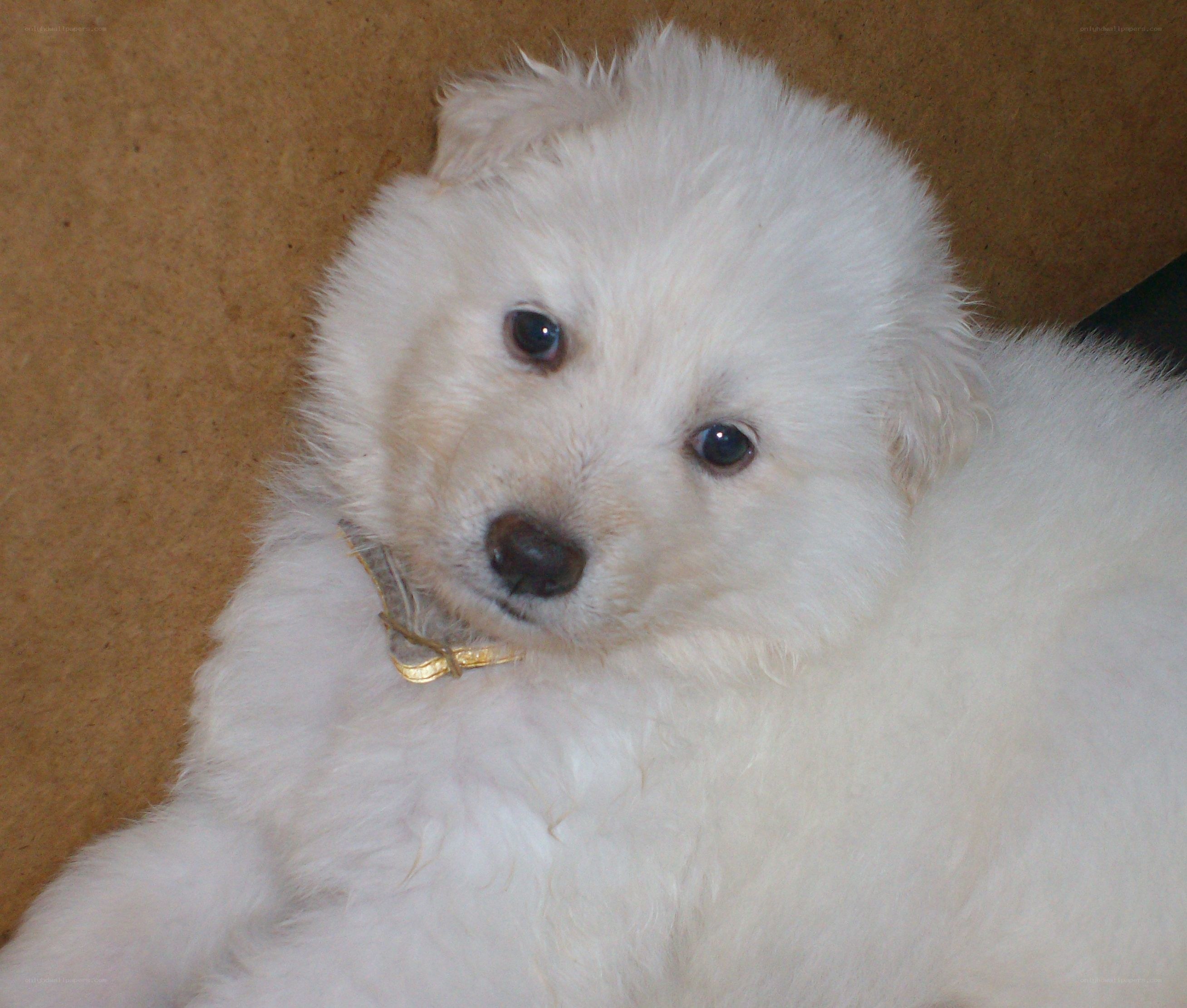 white puppy with collar