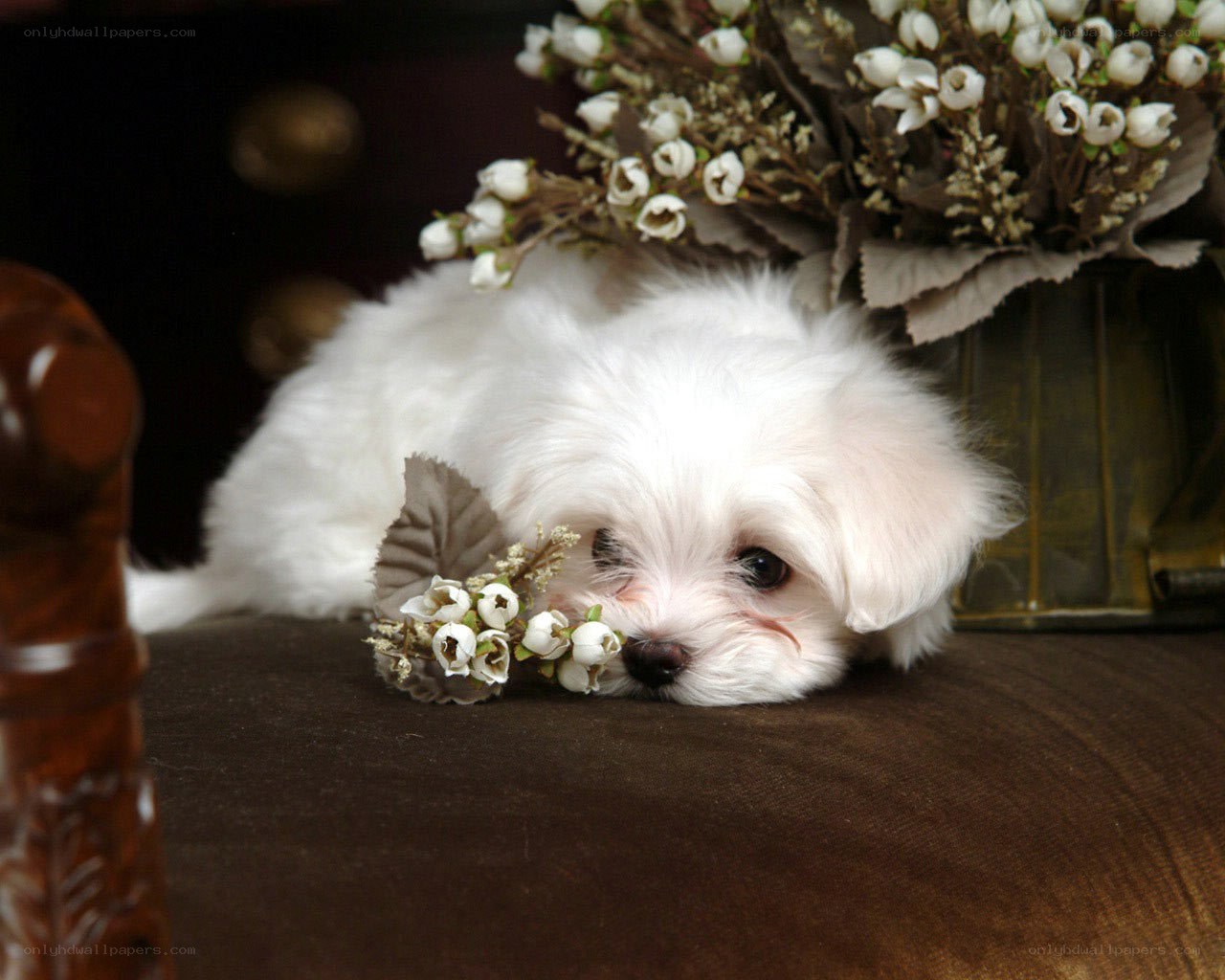 White puppy with flowers