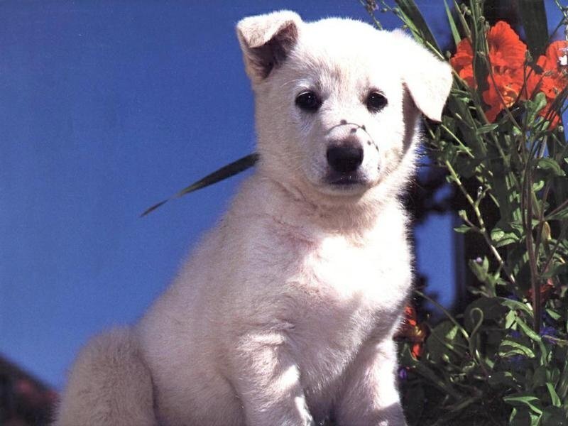 White puppy with flowers
