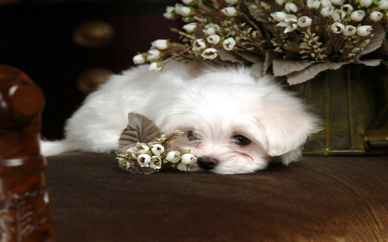 White Puppy with Flowers — Calm, Photograph, Couch
