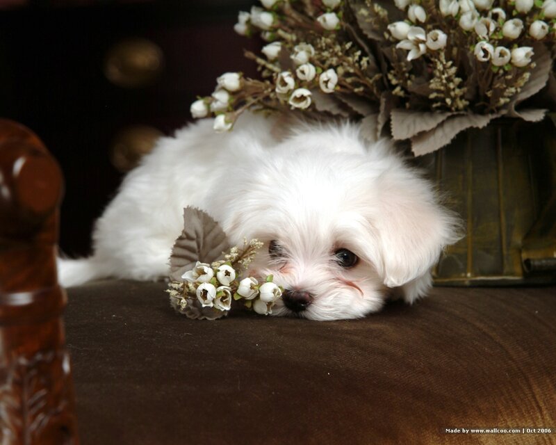 White Puppy with Flowers — Calm, Photograph, Couch, Vase