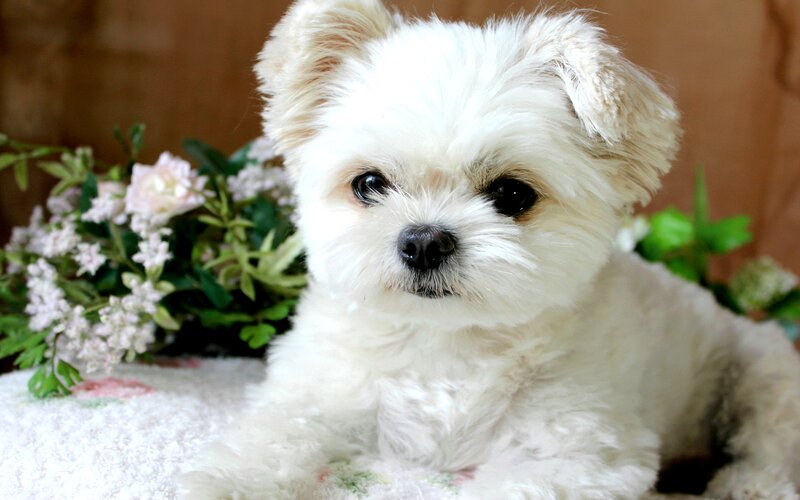 White Puppy with Flowers — Calm, Photograph