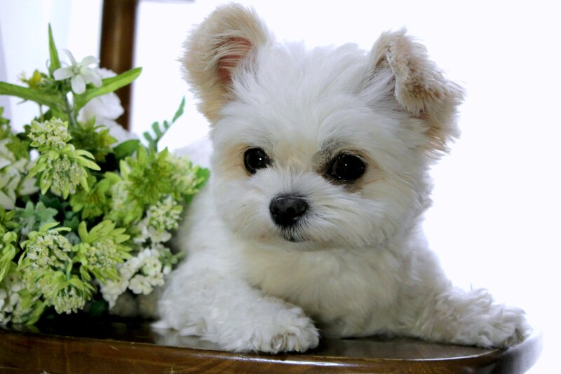 White Puppy with Flowers — Calm, Photograph, Wooden Surface