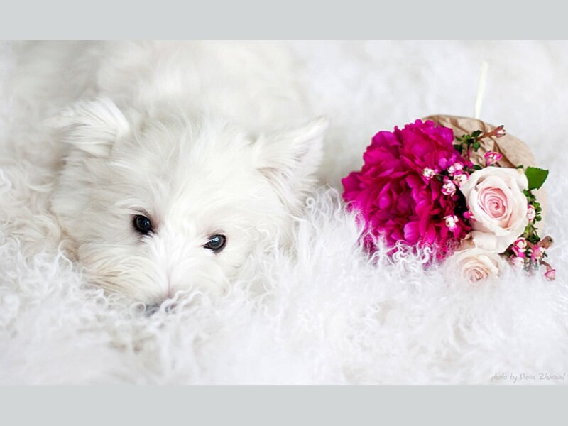 White Puppy with Flowers — Calm