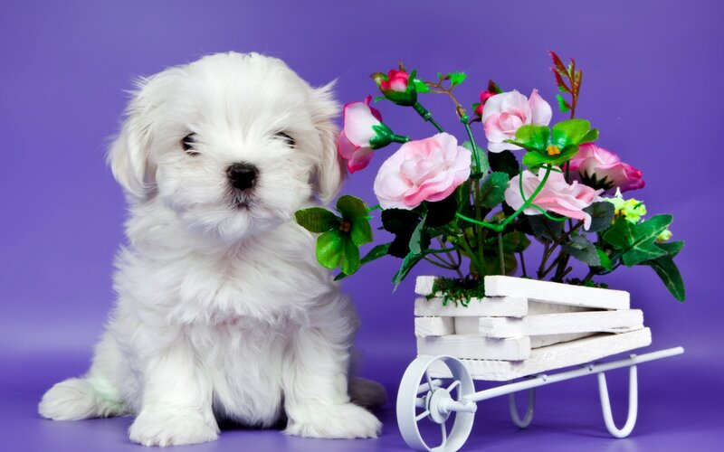 White Puppy with Flowers — Purple