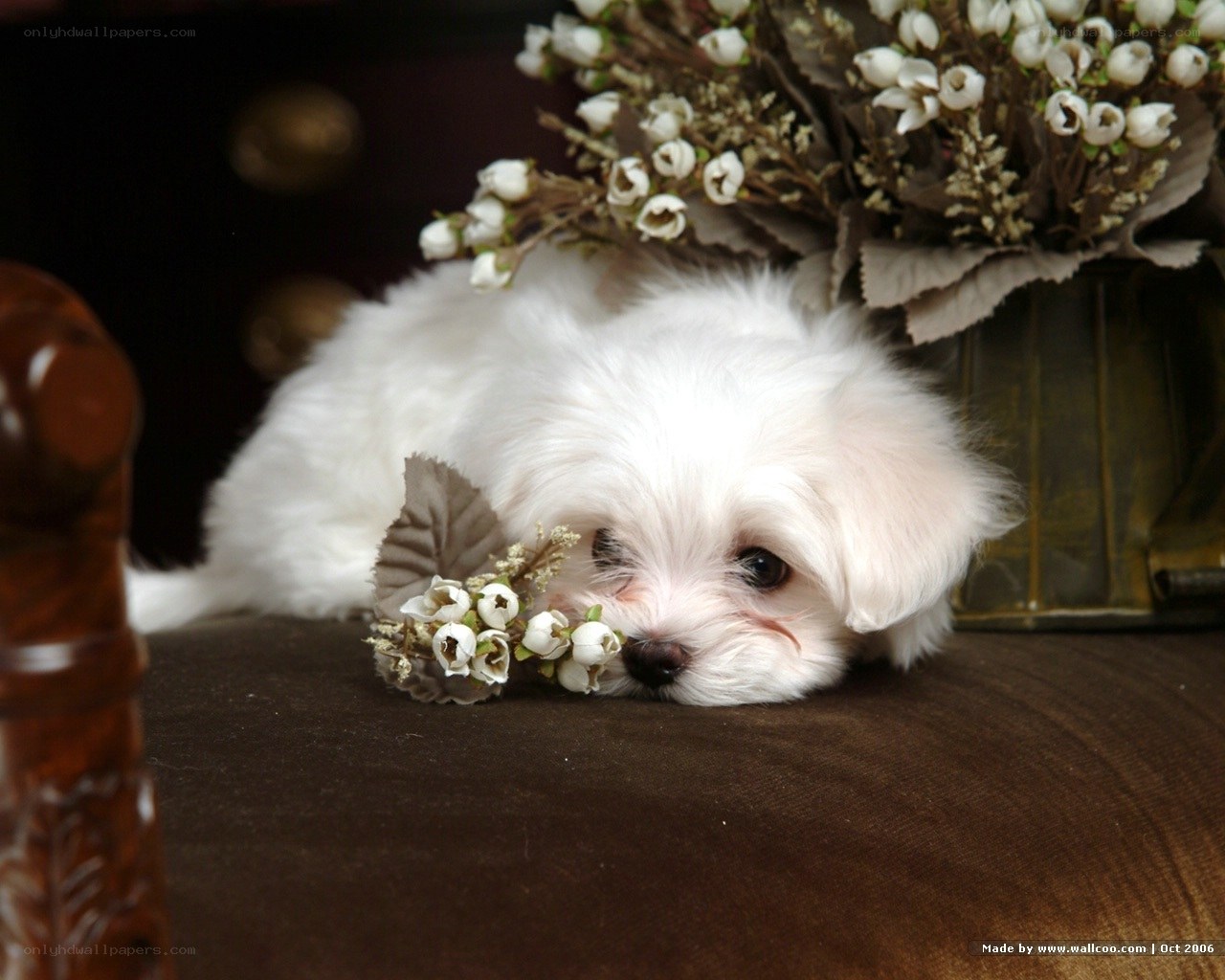 white puppy with flowers
