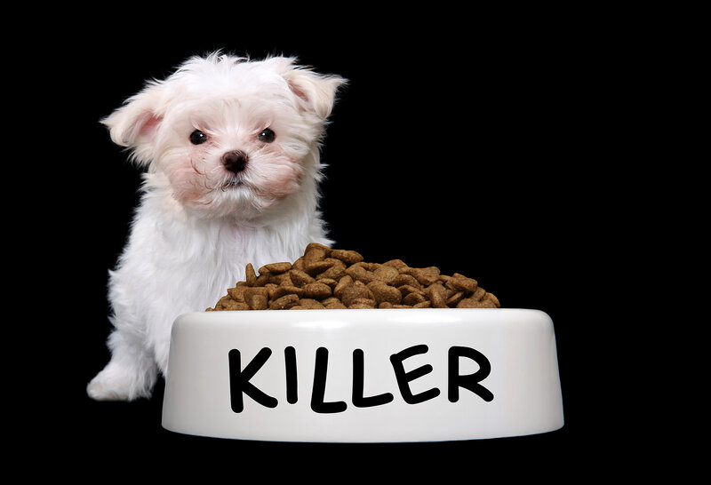 White Puppy with Food Bowl