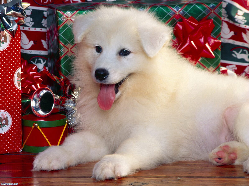 White Puppy with Gifts