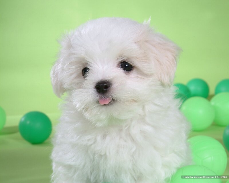 white puppy with green balls