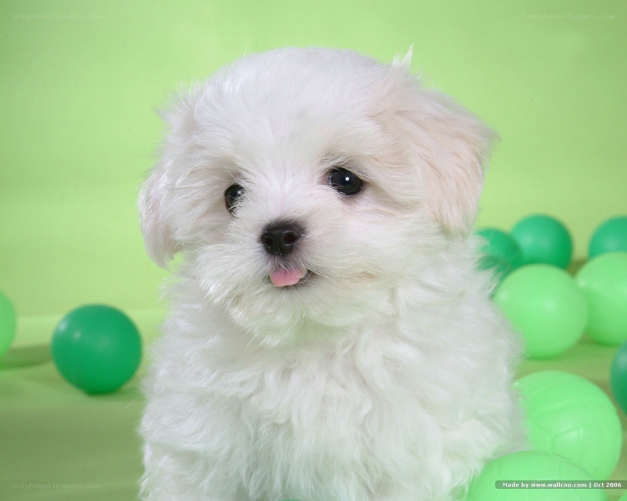 white puppy with green balls
