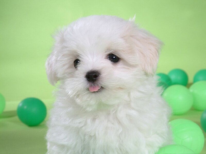 white puppy with green balls