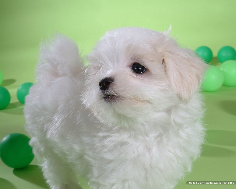 white puppy with green balls