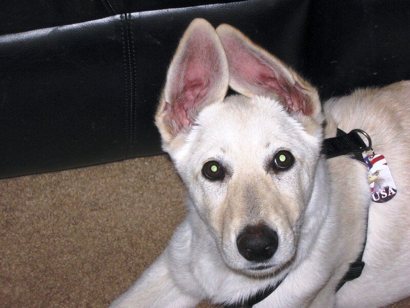 white puppy with green eyes